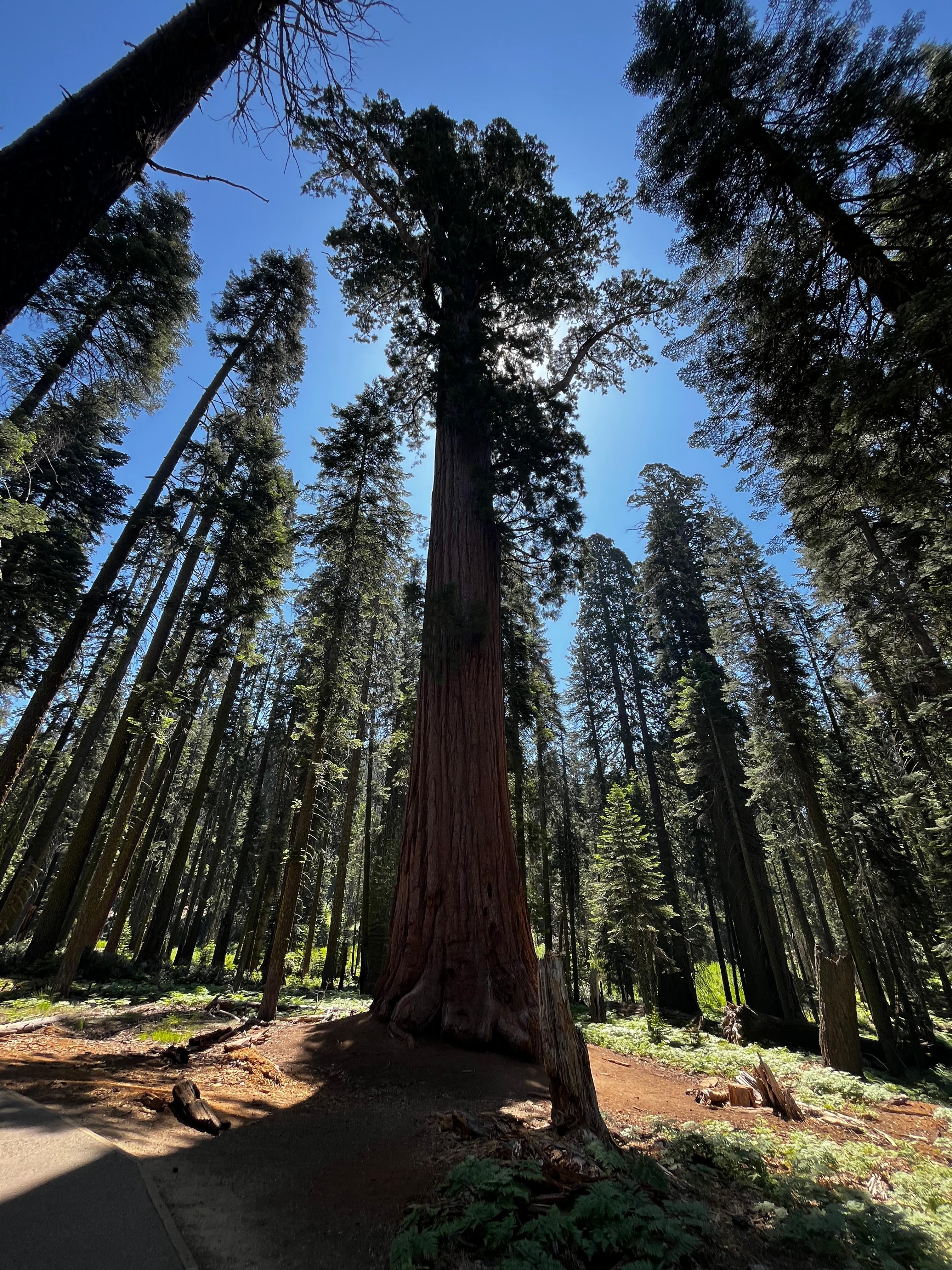 Sequoia Lodge 