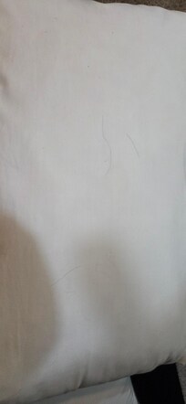 Hair on pillows for futon. We were told this is a pet friendly lodging.