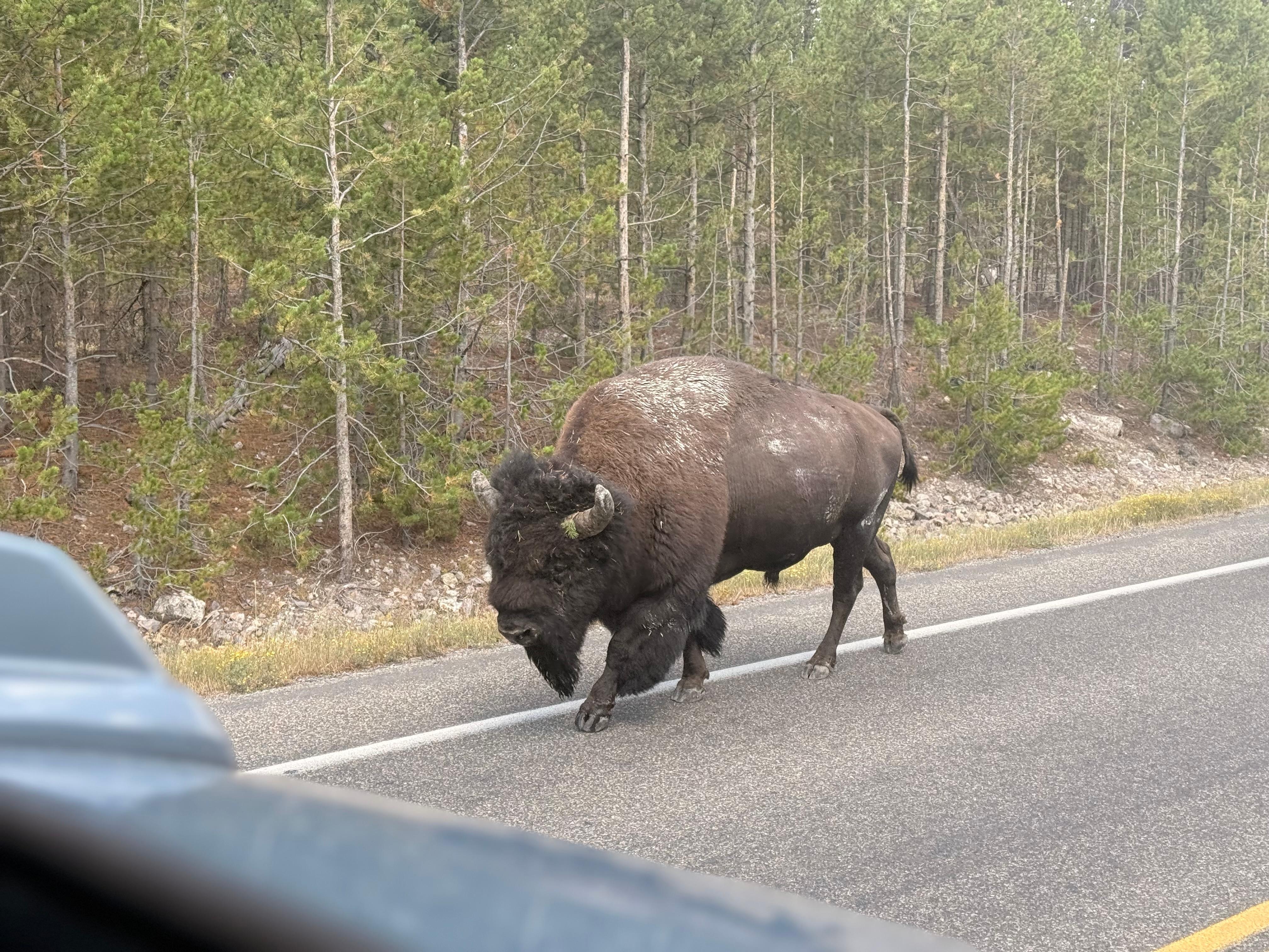 On the way back from Yellowstone 