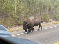 On the way back from Yellowstone