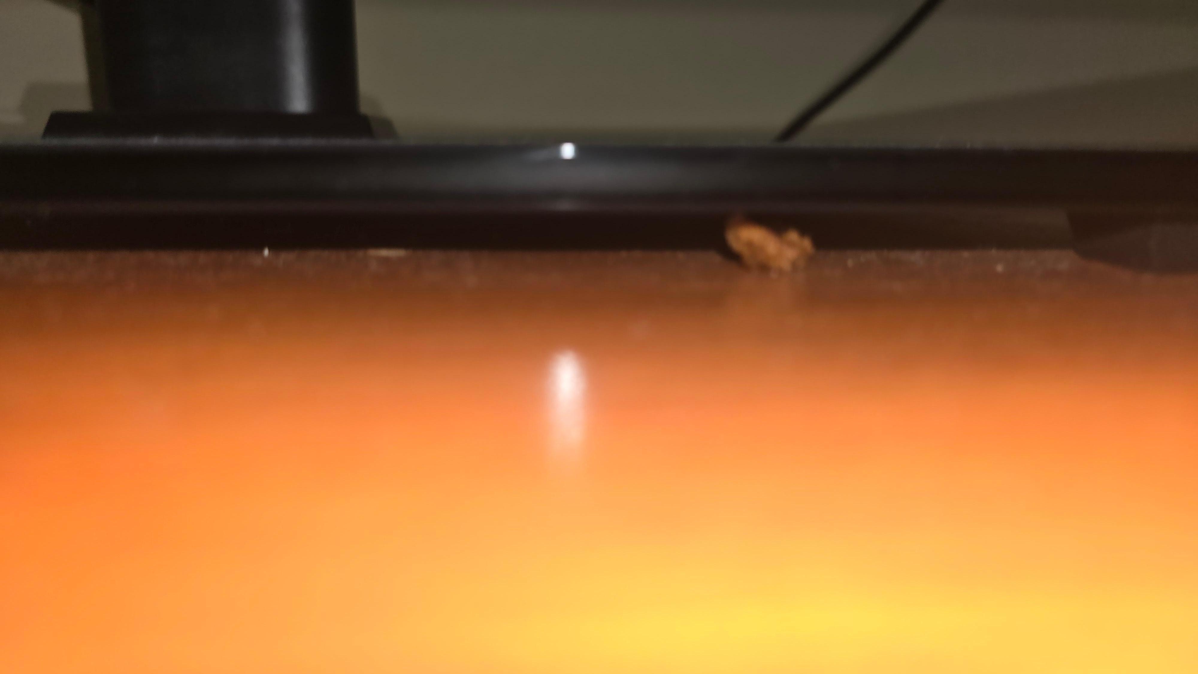 Not sure what it was but looked like food under the tv