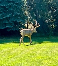 Two bucks spent the day in the backyard enjoying the shade and a nap.