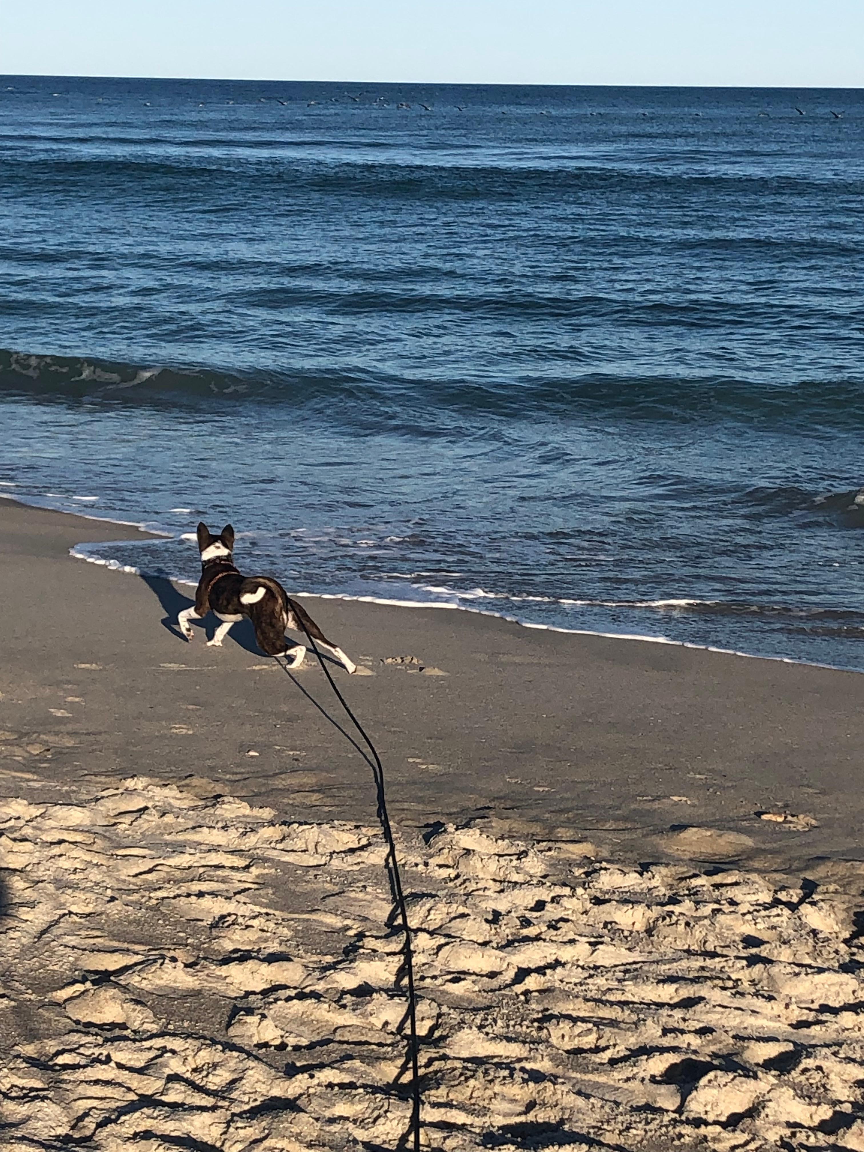 My girl running & playing on the beach 🏖️ 