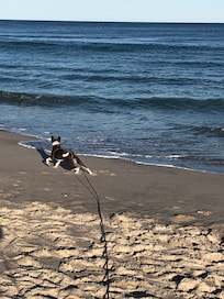 My girl running & playing on the beach 🏖️