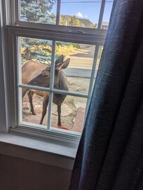 Elk close in.
