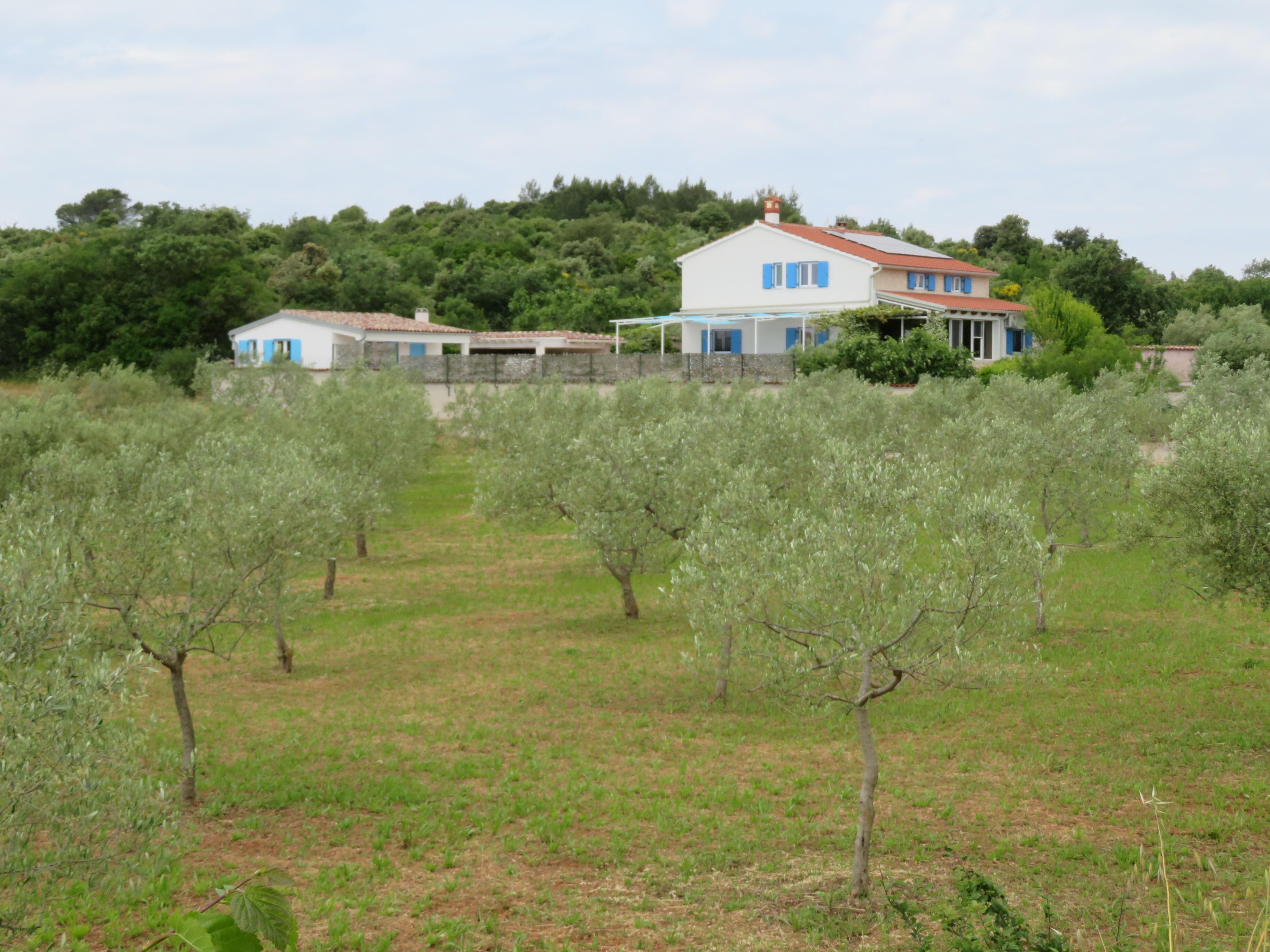 La VillaTanga et les champs d'oliviers