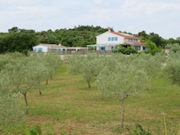 La VillaTanga et les champs d'oliviers
