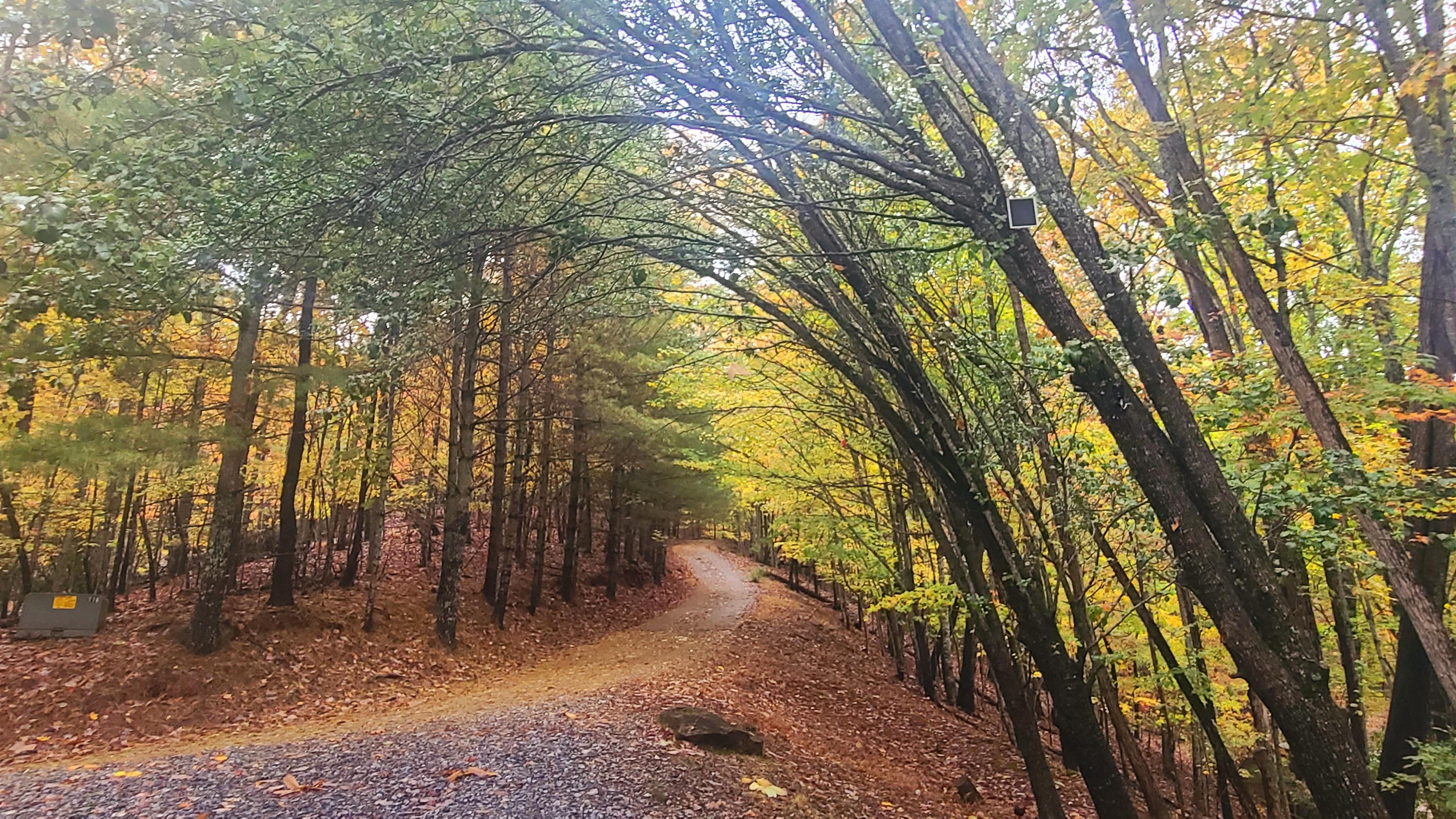 Fall drive near cabin