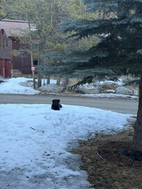 Pup loving the snow!
