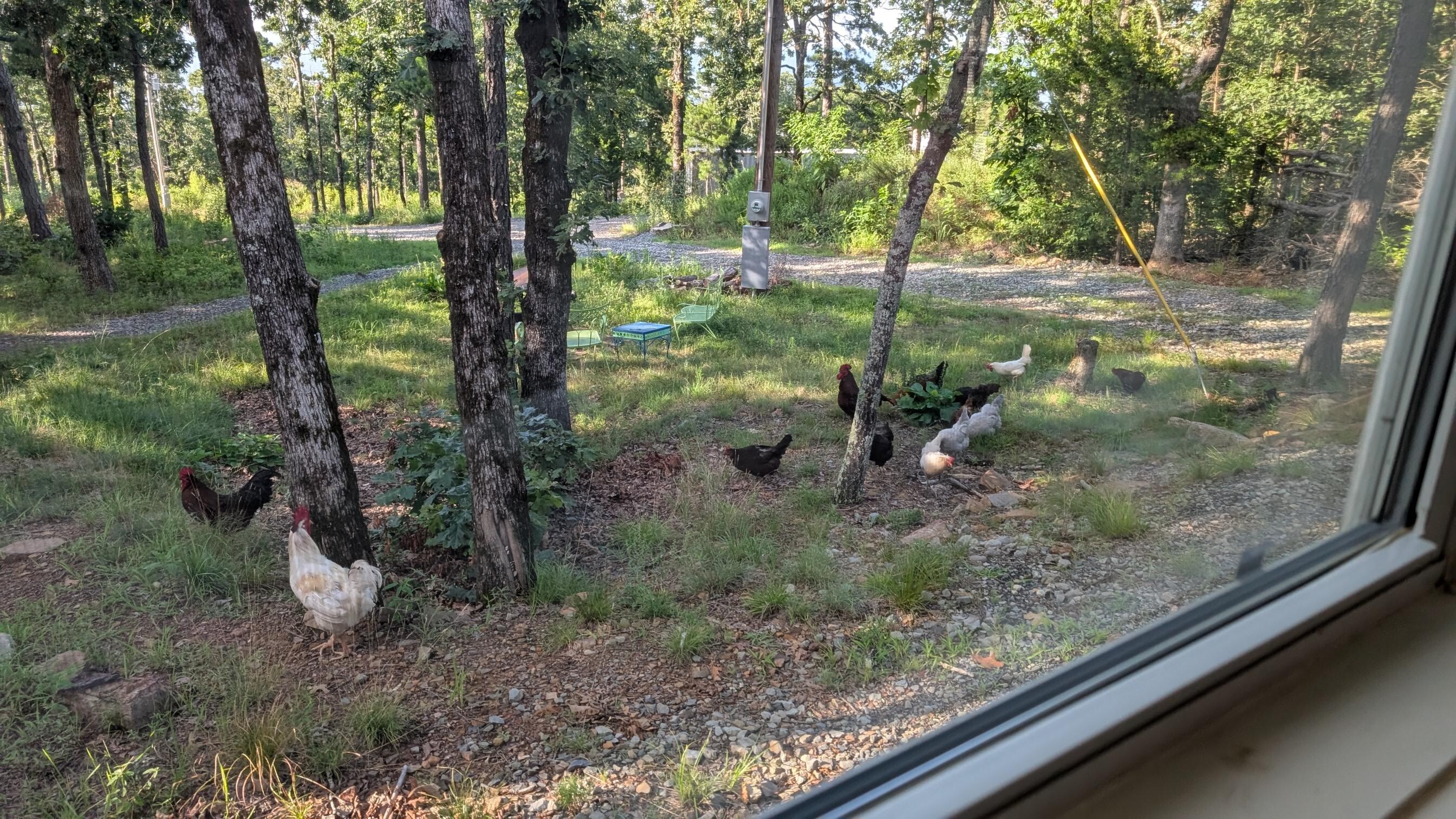 More Chickens!