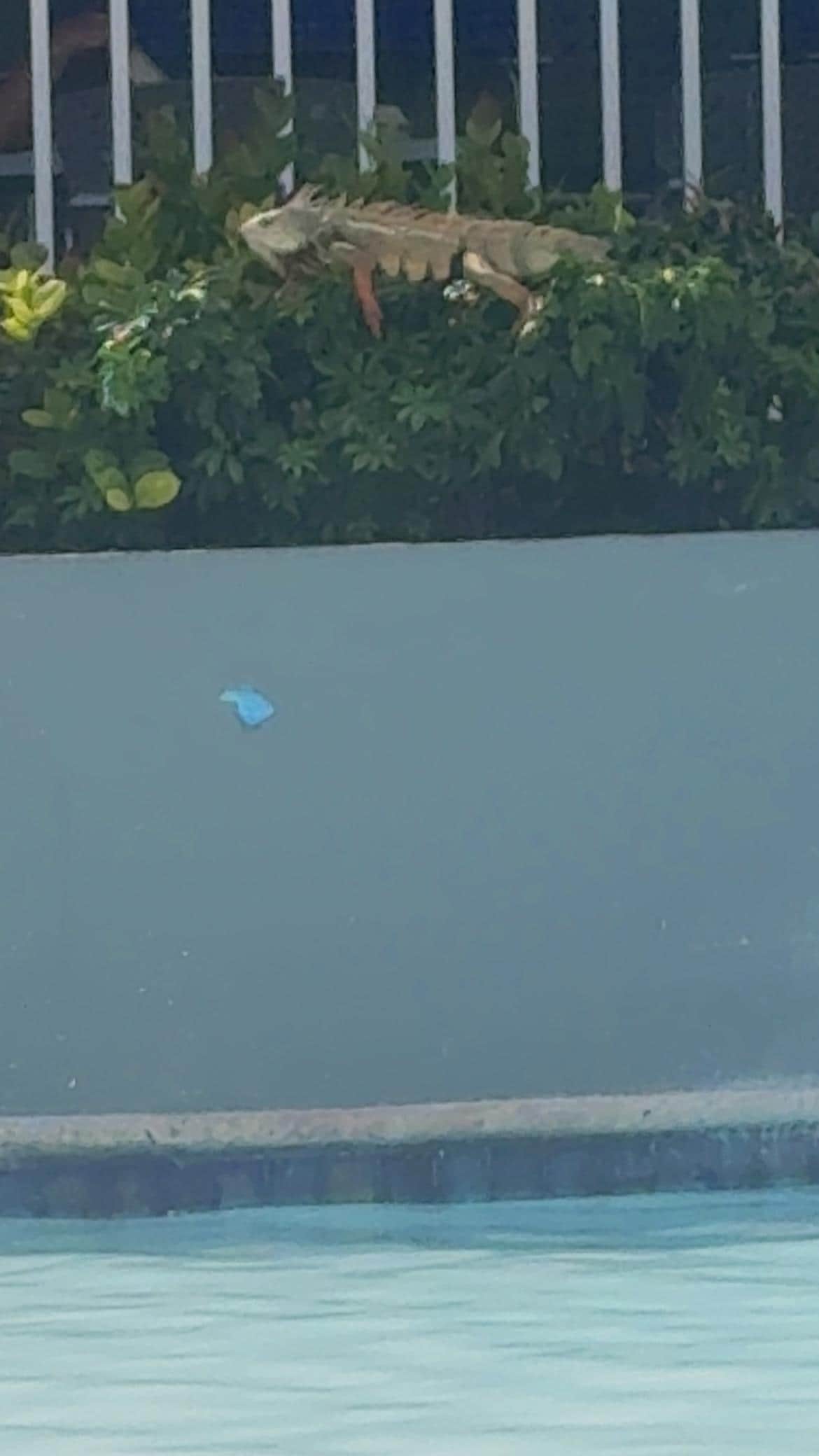 He's at the pool everyday 