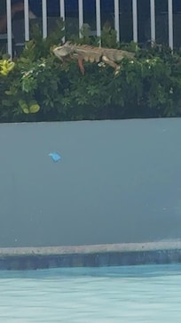 He's at the pool everyday