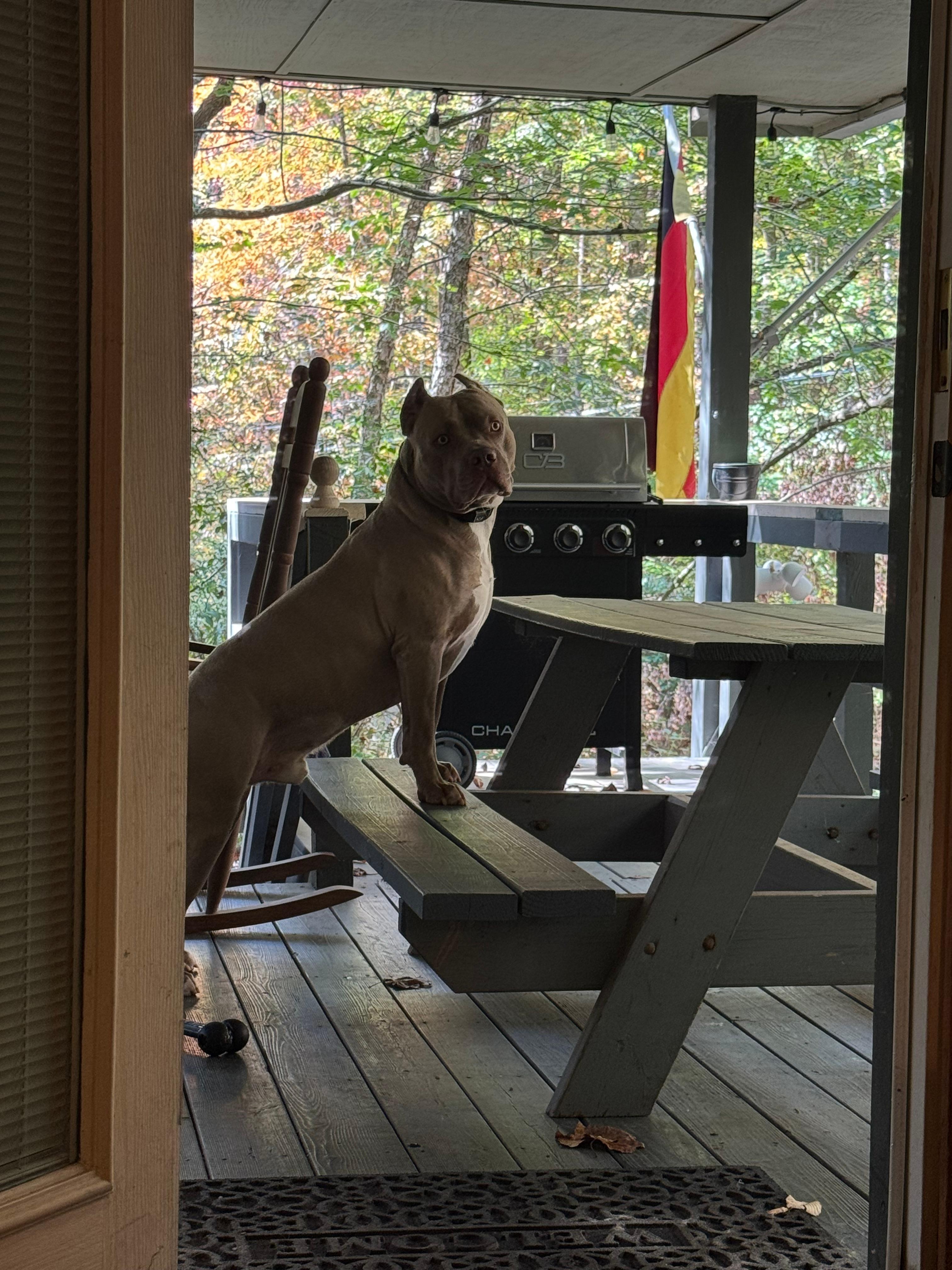 Our dog loved the cabin porch. 