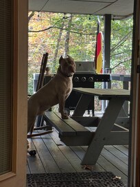 Our dog loved the cabin porch.