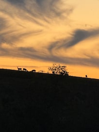 Deer family about a mile away on top of hill.