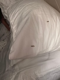 Live bugs jumping in the bed