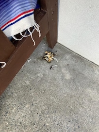 Dog vomit and lots dog hair all over bench seat. Backyard smelt like dog poo and many where evident in the grass. Disappointing.