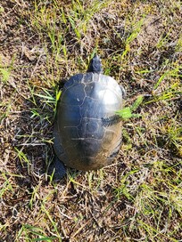 Painted turtle out back