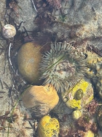 Tide Pool - Corona Del Mar