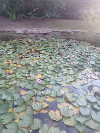 We love feeding the fish at the coy pond.