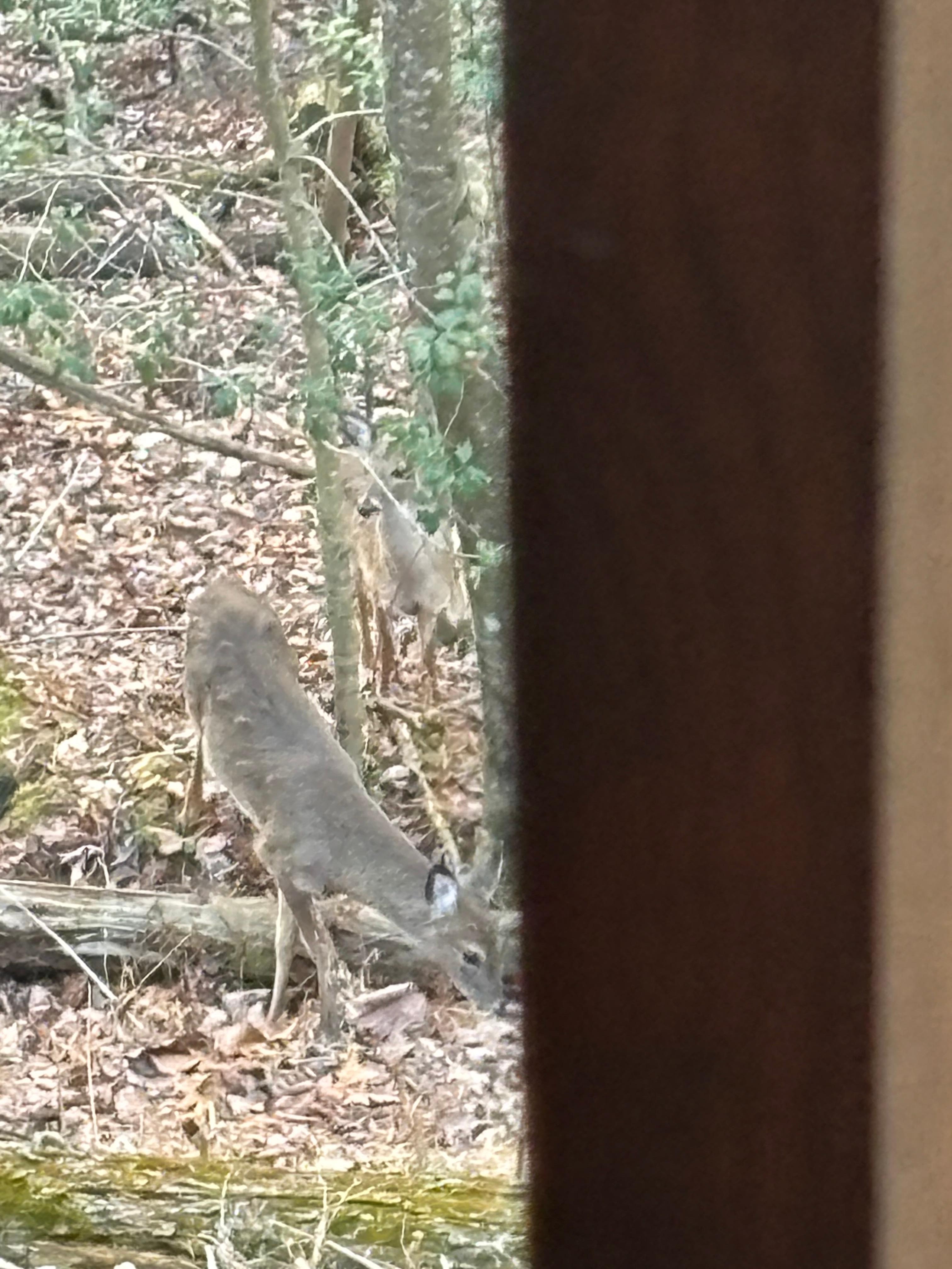 Deer walking below the cabin deck.