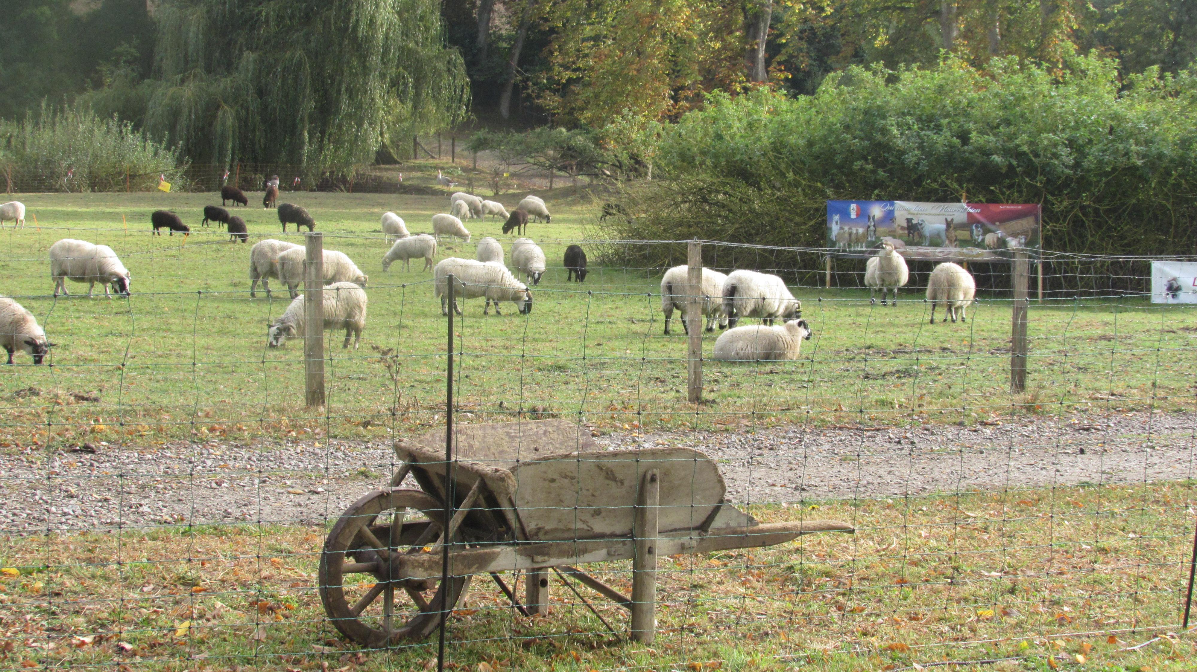 Concours Chiens de Troupeaux