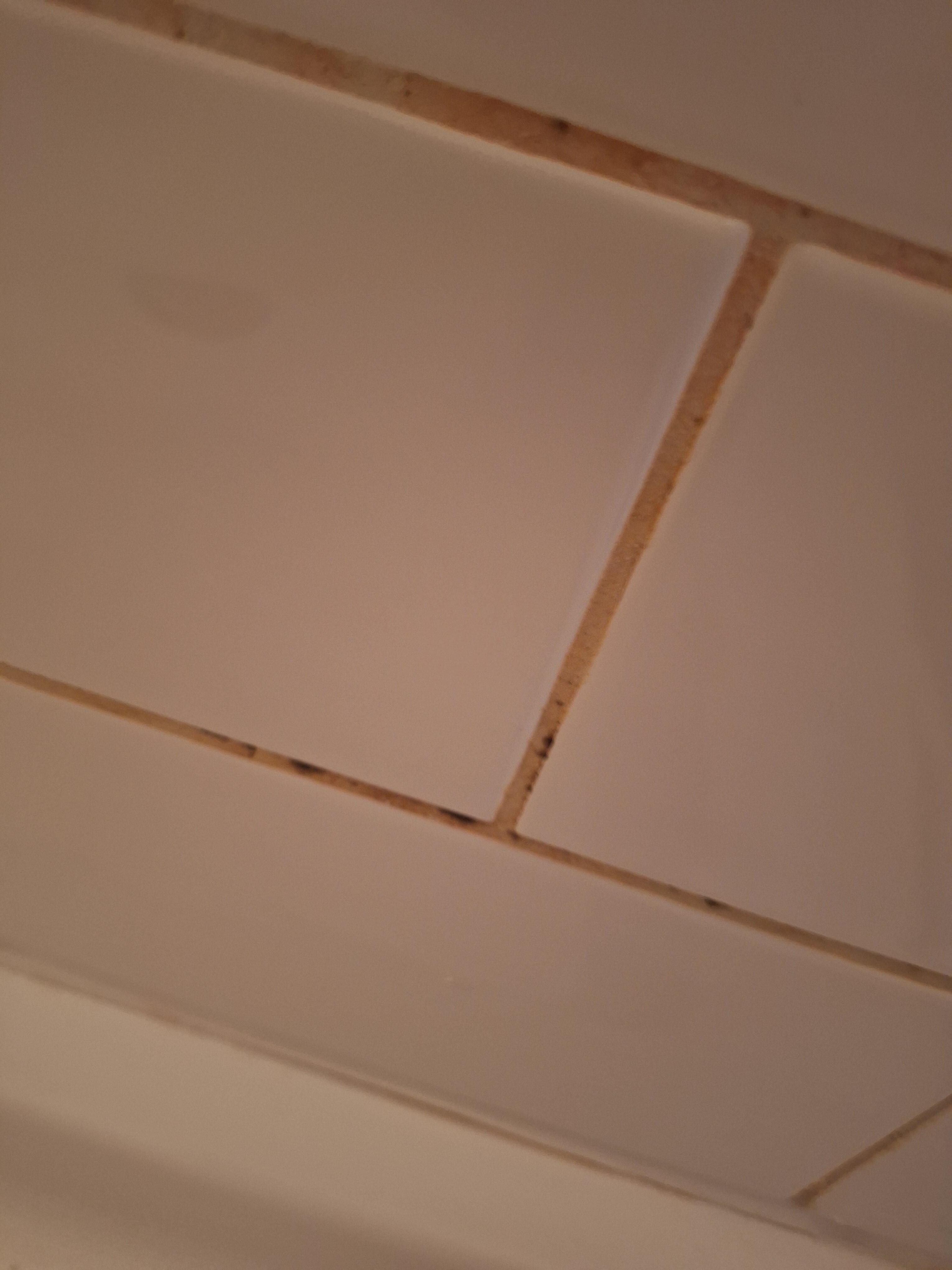 Pink Mildew stained groutblob:https://www.vrbo.com/56074f4e-bfcb-439e-930e-af7f2a0592e4