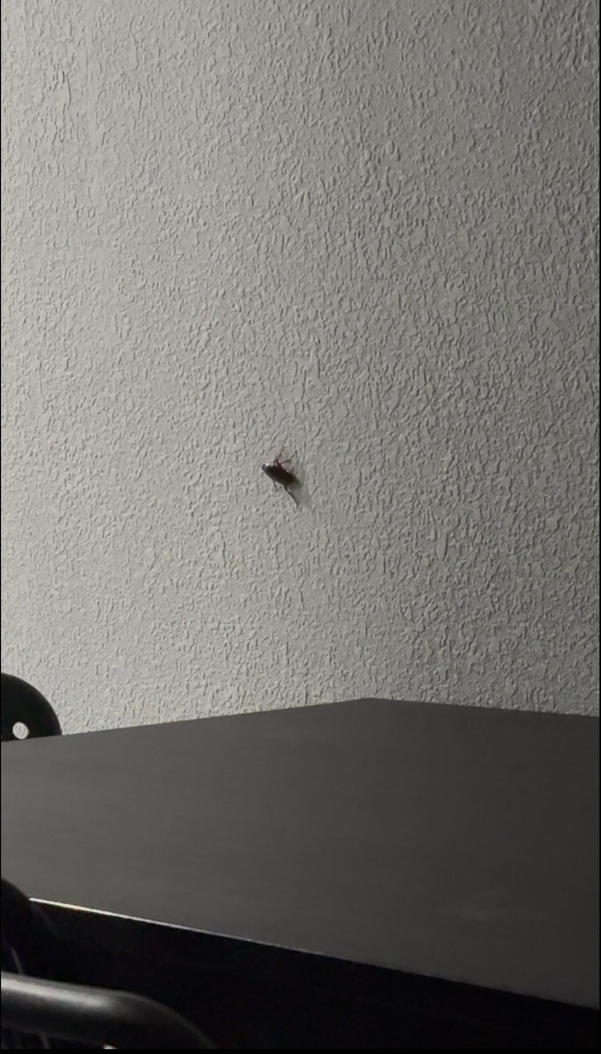 cockroach on the wall