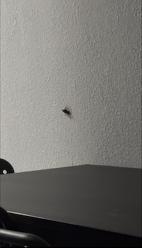 cockroach on the wall