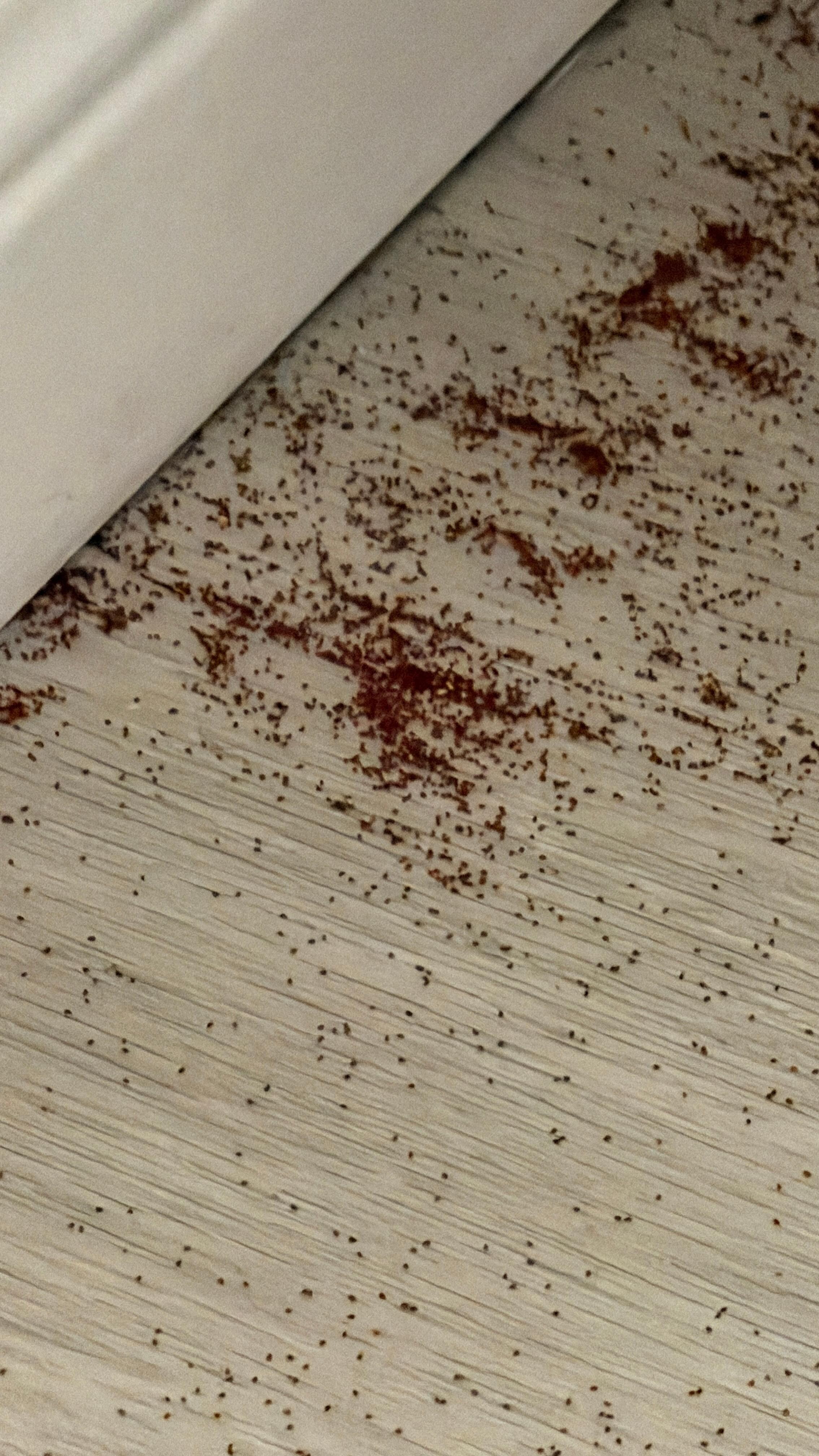 Some kind of pest droppings in the king bedroom