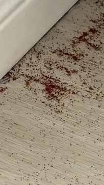 Some kind of pest droppings in the king bedroom