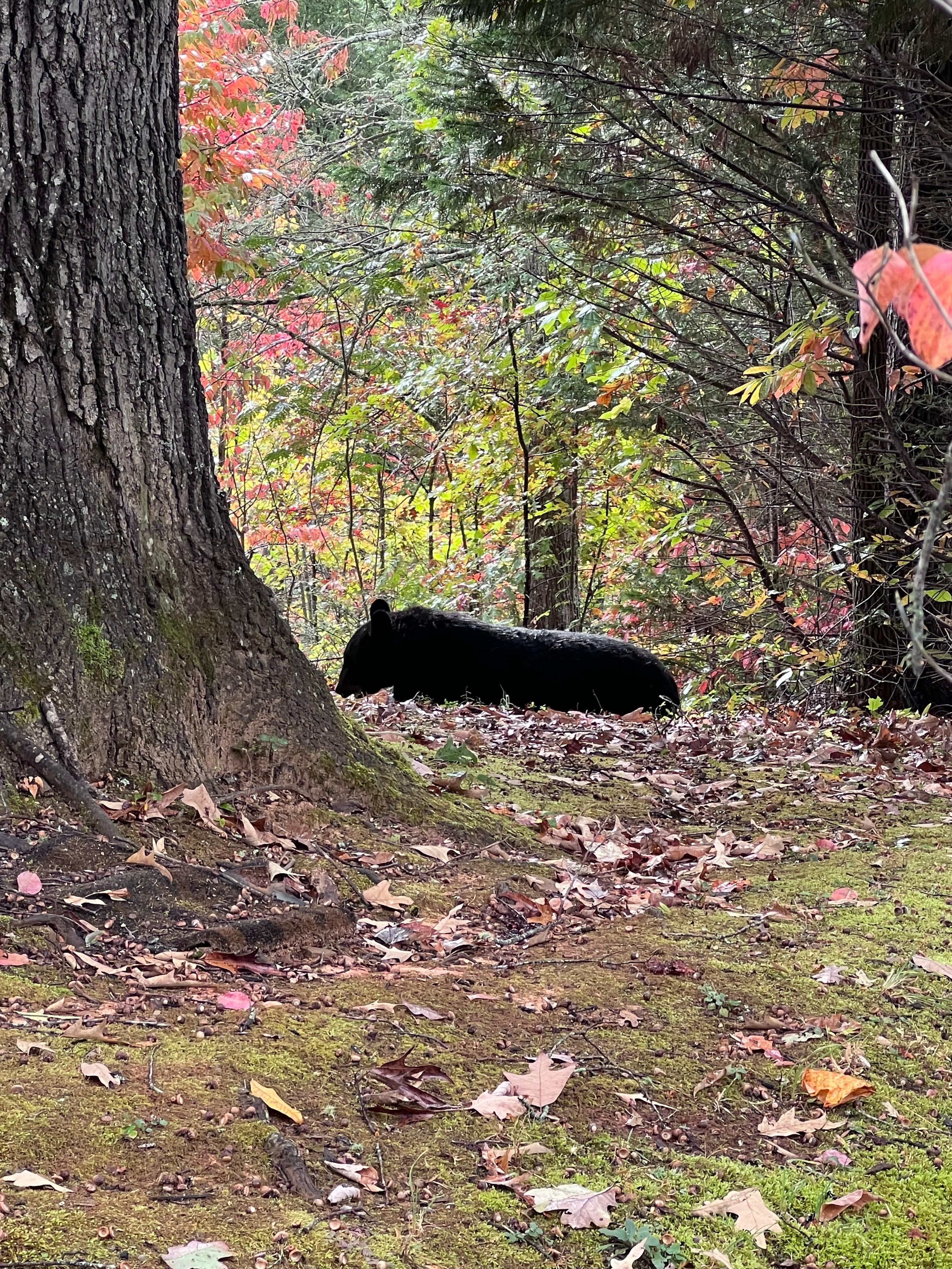 Our lil friend. He hung out for 30 minutes eating acorns. 