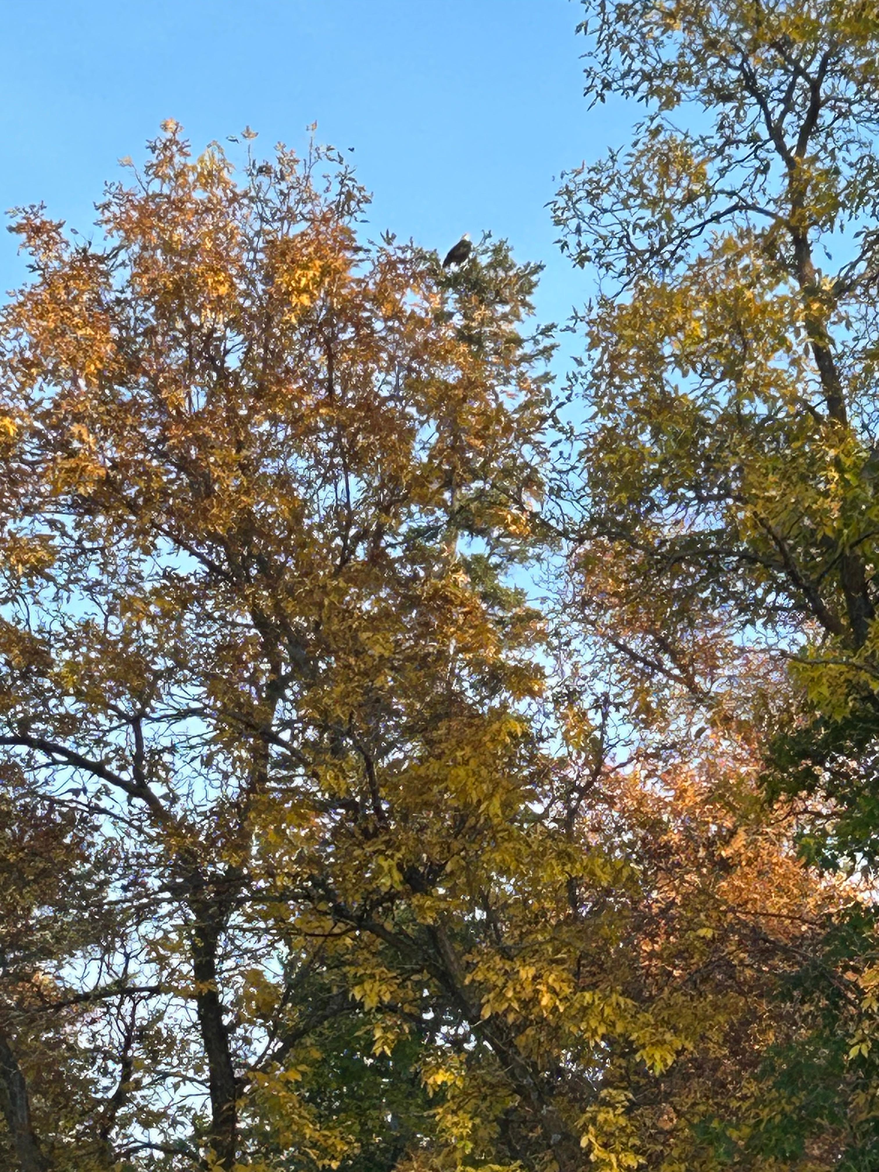 If you look at the top of the tree you will see the resident Eagle that shows up every day!