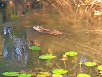 Watching a river otter swimming in the river