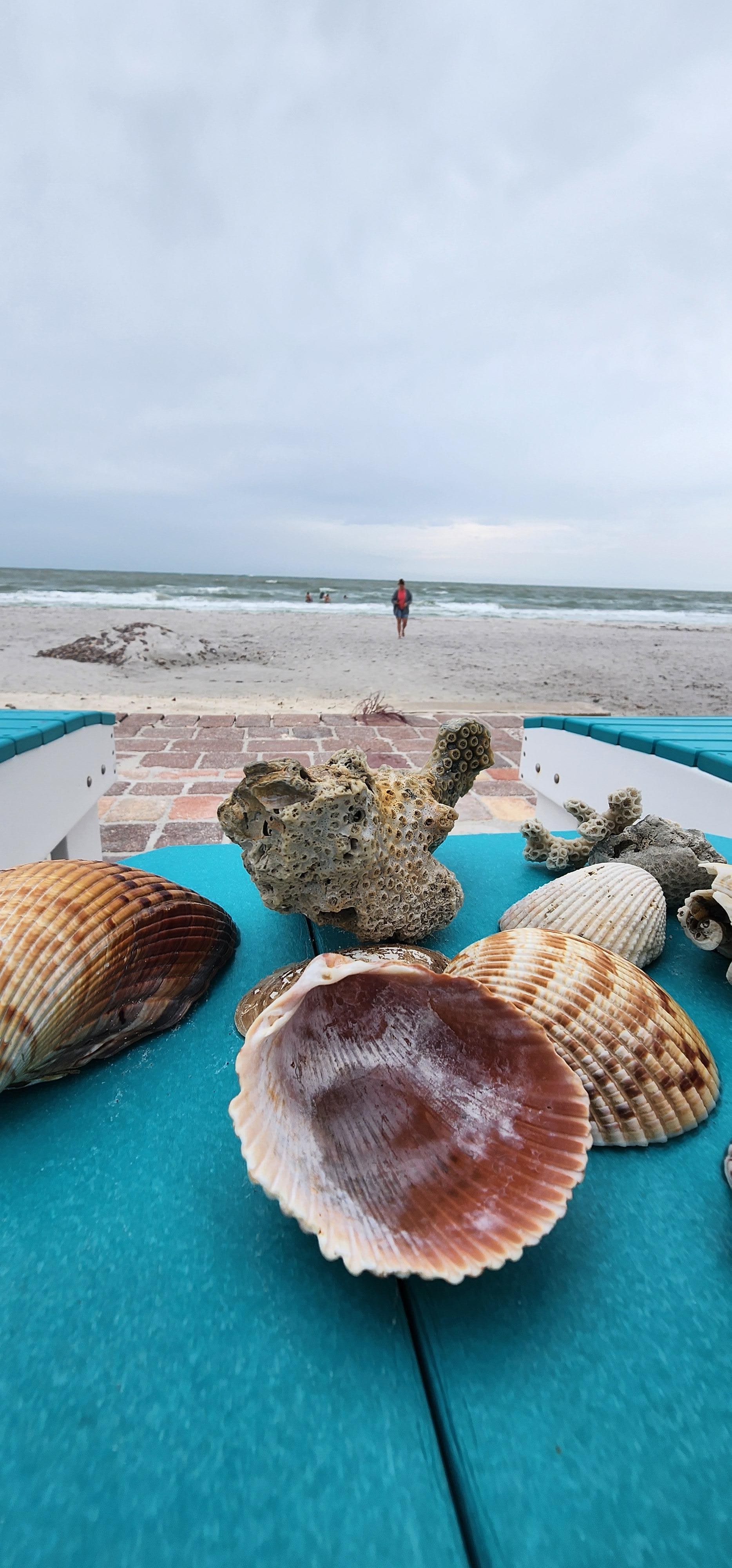 Shells for everyone to enjoy!!