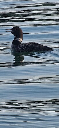 Loon on Arbutus. We also saw eagles.