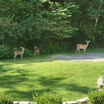 Wildlife in the front yard