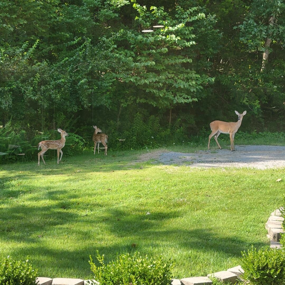 Wildlife in the front yard