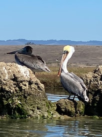 Pelicans at Elkhorn Slough