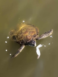 Met a new buddy right at the back yard dock! We gave him a full belly of fresh caught squid and shrimp!