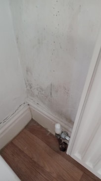 Serious Mold issue.