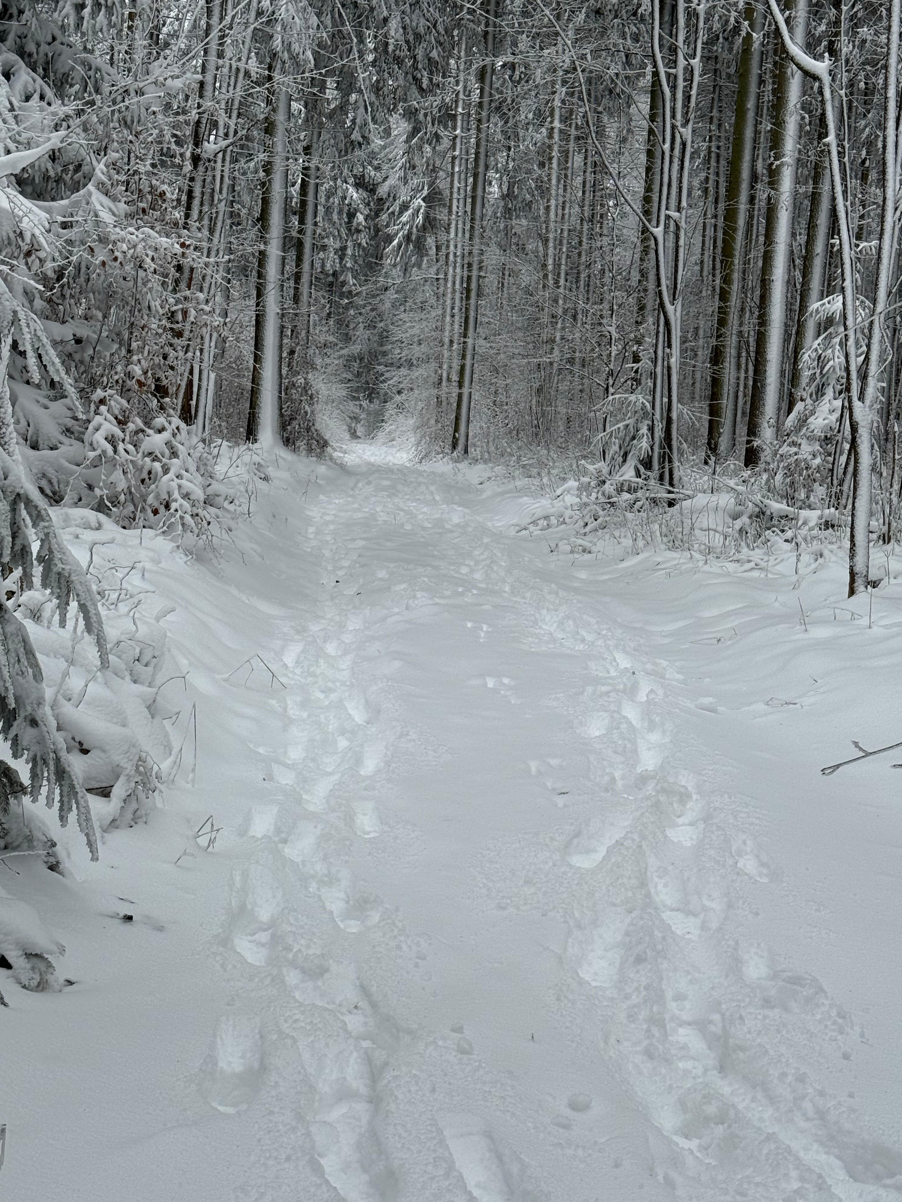 Waldspaziergang am Haus 