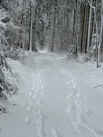 Waldspaziergang am Haus