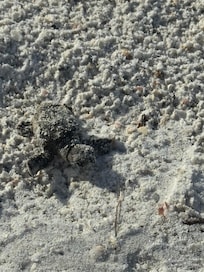 Watched a turtle excavation