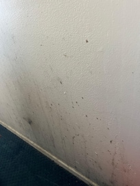 Moldy wall