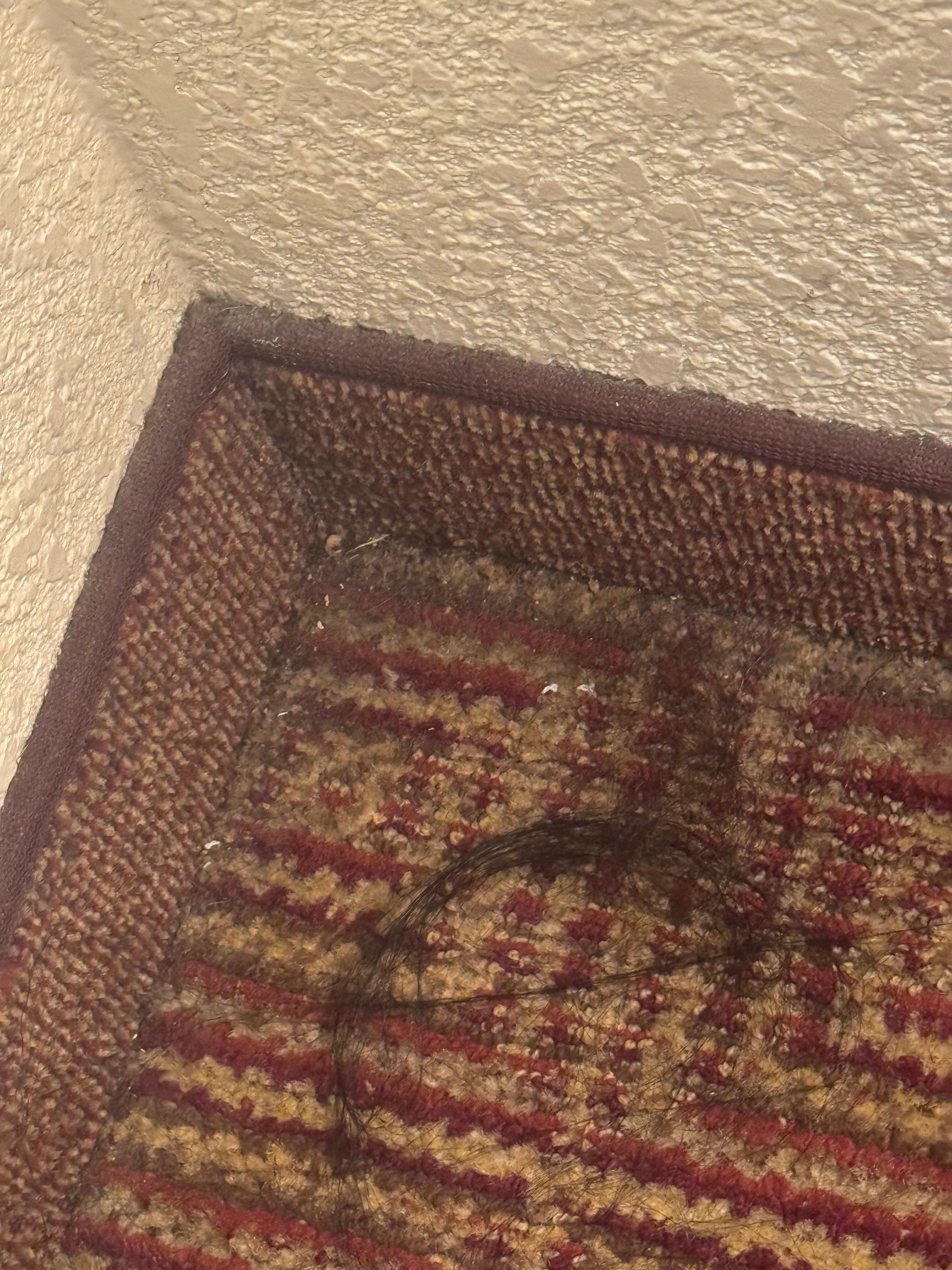 Hair and dirt in the corner of the room, clearly uncleared. 