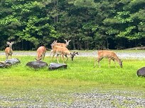 Saw a group of deer while hiking the trails in the development