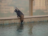 pool area - pool is very small