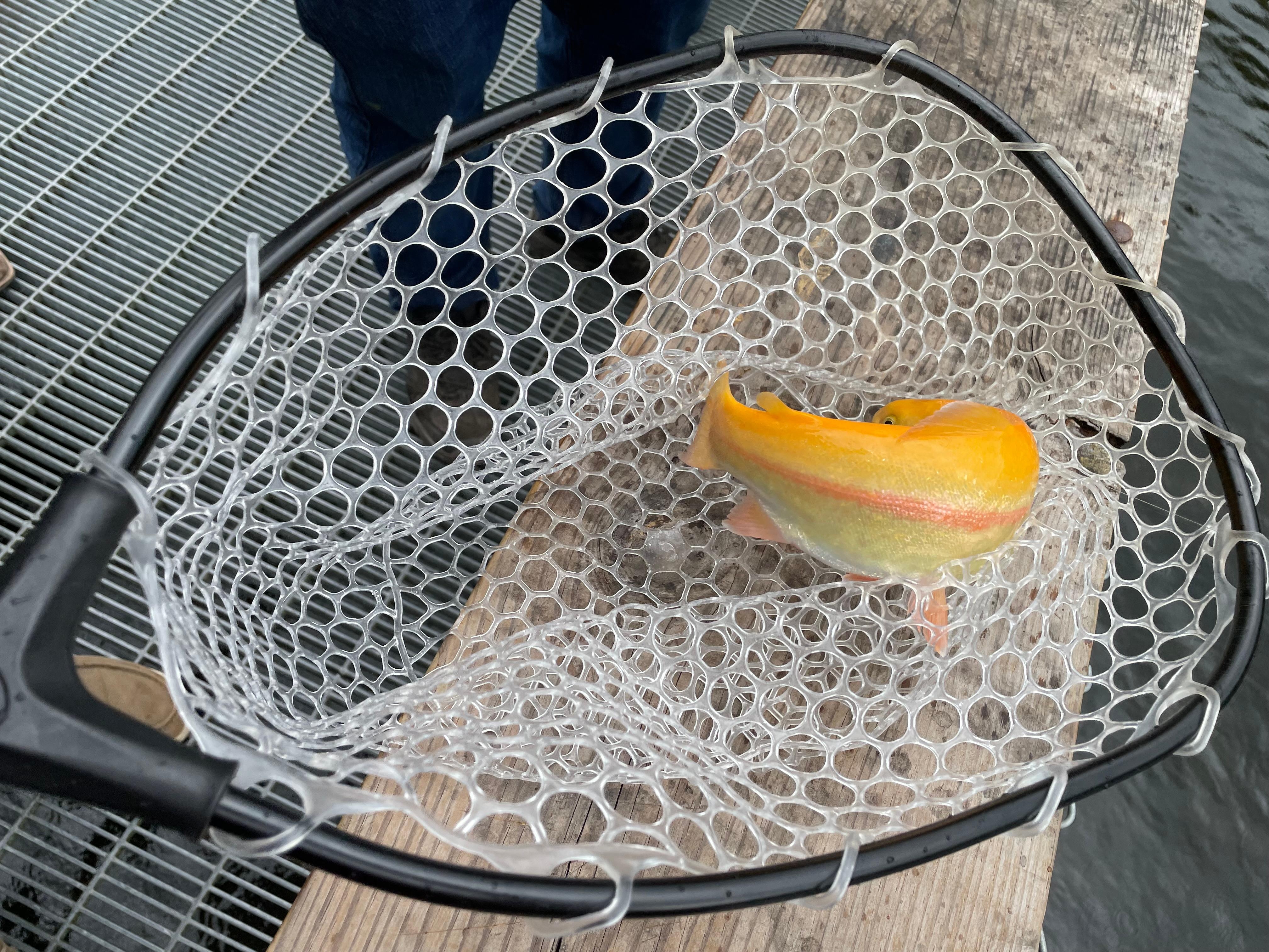 I caught a golden trout