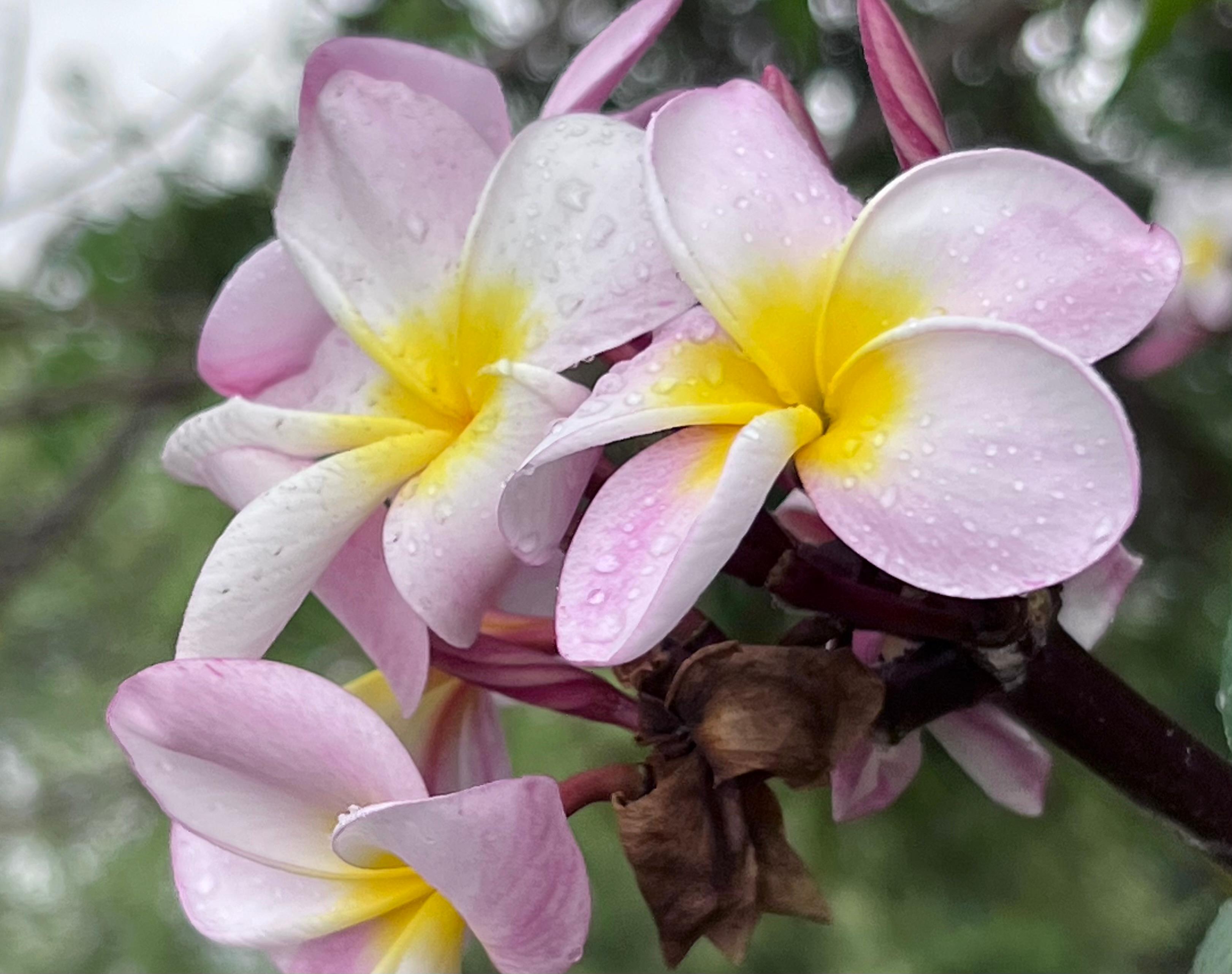 Beautiful Plumeria flower